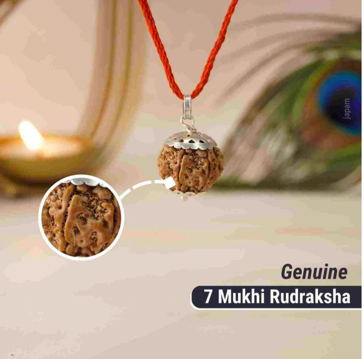 7 Mukhi Rudraksha (orginal)