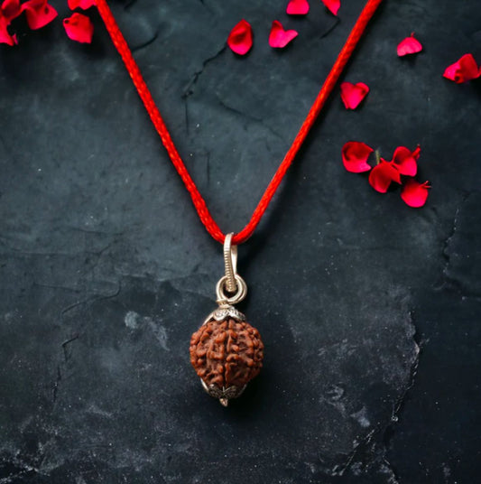 7 Mukhi Rudraksha (orginal)